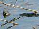 Western Painted Turtle