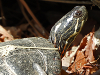 Midland painted turtle