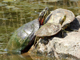 Midland Painted Turtle