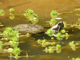 Red-eared slider