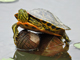 Red-eared slider