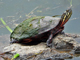 Midland Painted Turtle