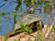 Red-eared slider