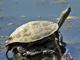 Chinese stripe-necked turtle