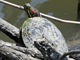Red-eared slider