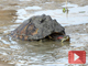 Red-eared slider
