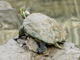 Red-eared slider