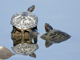 Red-eared slider