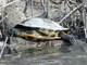 Red-eared slider