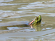 Red-eared slider