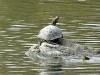 Red-eared slider