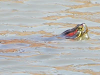 Red-eared slider