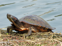 Red-eared slider