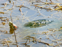 Red-eared slider