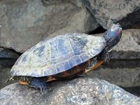 Red-eared slider