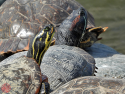 Red-eared slider