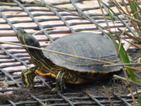 Red-eared slider