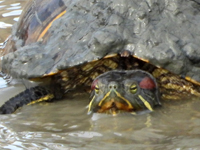 Red-eared slider