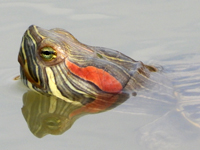 Red-eared slider