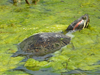 Red-eared slider