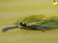 River cooter
