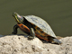 Red-eared slider