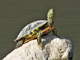 Red-eared slider