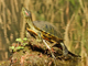 Red-eared slider
