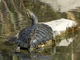 Red-eared slider
