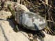 Red-eared slider