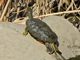 Red-eared slider