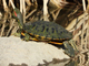 Red-eared slider