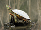 Red-eared slider