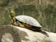 Red-eared slider
