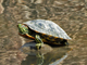 Red-eared slider