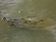 River cooter