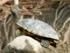 Red-eared slider