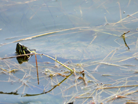 Western painted Turtle