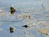Western painted Turtle