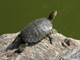 Red-eared slider