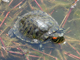 Red-eared slider