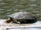 Chinese softshell turtle