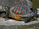 Florida red-bellied cooter