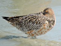 Bar-tailed Godwit