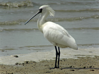 Black-faced Spoonbill