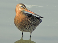 Black-tailed Godwit