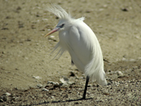 Chinese Egret