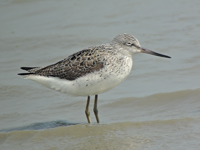 Common Greenshank