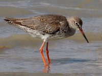 Common Redshank