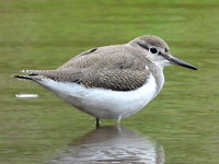 Common Sandpiper